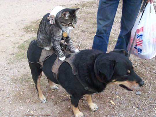 RDSchoolForDogs tweet picture