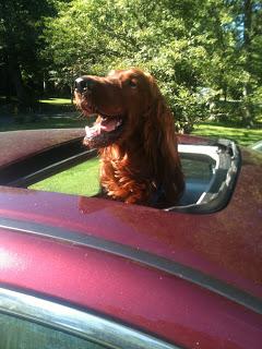 CliftonRabins's tweet image. On my way to work! #alphadev #topdog