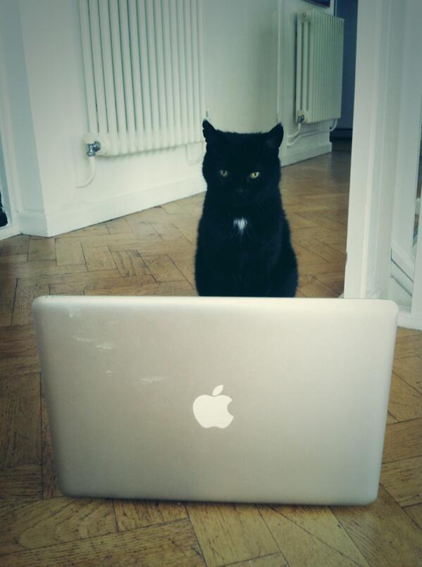 MYSADCAT's tweet photo. My cat is sad because he misunderstood the nature of the website PlentyOfFish &amp; ended up Internet dating by mistake. http://t.co/xDJiwQqY53