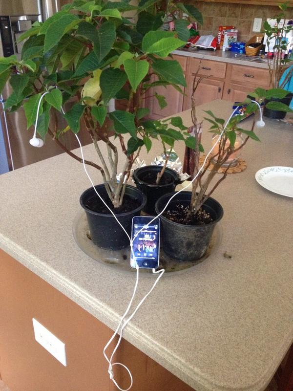 neverlandlouis's tweet photo. @Real_Liam_Payne hi liam 

my plant is listening to steal my girl 

pls follow me http://t.co/gyWSURQvJQ