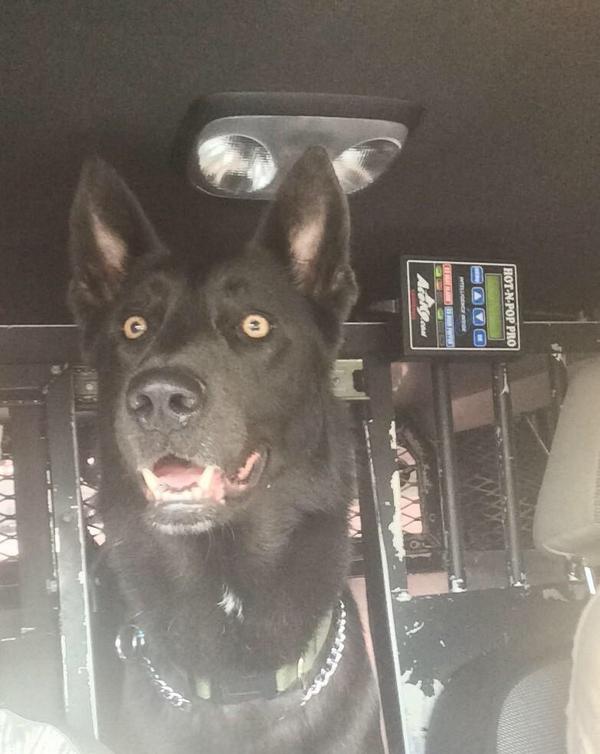 SheriffClayCo's tweet photo. Hey @kcpolice, you smell that? Ocho smells a @Royals #SWEEEEEP of the @Orioles! #TakeTheCrown #WorldSeriesHereWeCome http://t.co/XMSxcRafMr