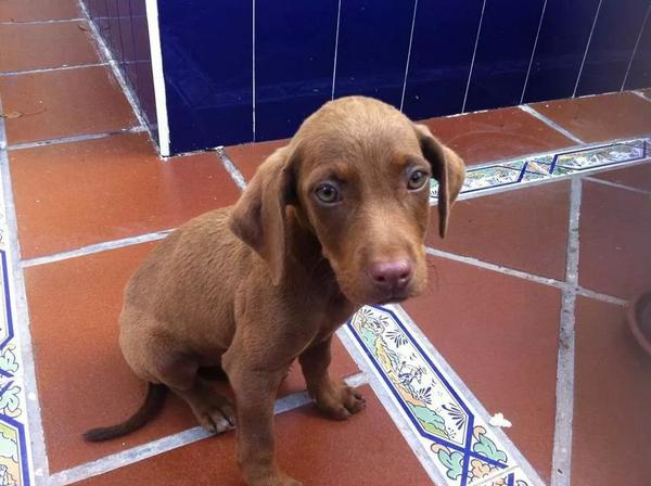 REFUGIOLACANDEL's tweet photo. CASO EX.: MUY URGENTE VA A LA PERRERA antes del viernes !! 2 meses, hembra. Utrera Cc: 639880979 DF URGENTE! http://t.co/tLD3GoaAeG