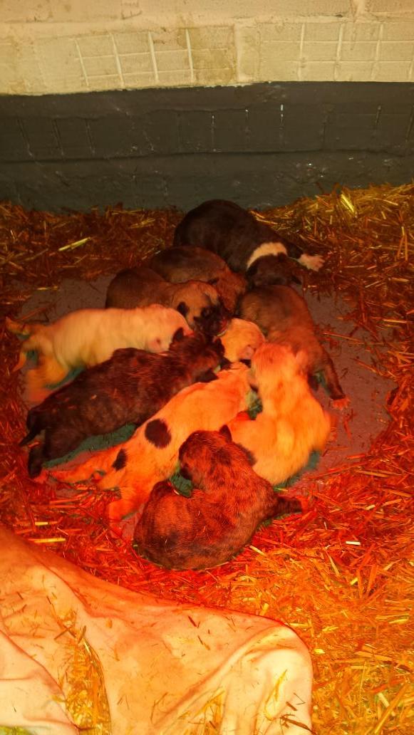 VBiggs's tweet photo. My baby girl Diva has 10 gawgus puppies today http://t.co/3ho6VT0RBq