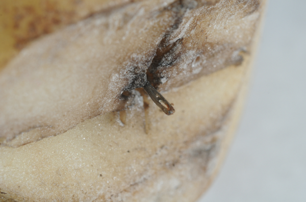 ReporterTeresa's tweet photo. Sewing needles found in potatoes at Irving-owned Cavendish Farms french fry plant in #PEI 
http://t.co/ybcCrDC6Sm http://t.co/N3SjAxAHLb