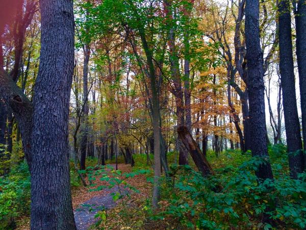 EmilyAbu's tweet photo. #wny #autumn #fallinbuffalo http://t.co/pPQnmZoY9l