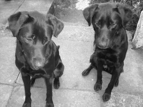 LabradorsinNeed's tweet photo. Urgent foster/adopt home needed for Ella &amp; Ivy 6yr old sisters need to stay together lab x collie #foster #rescuedog http://t.co/i93vSWFEKR