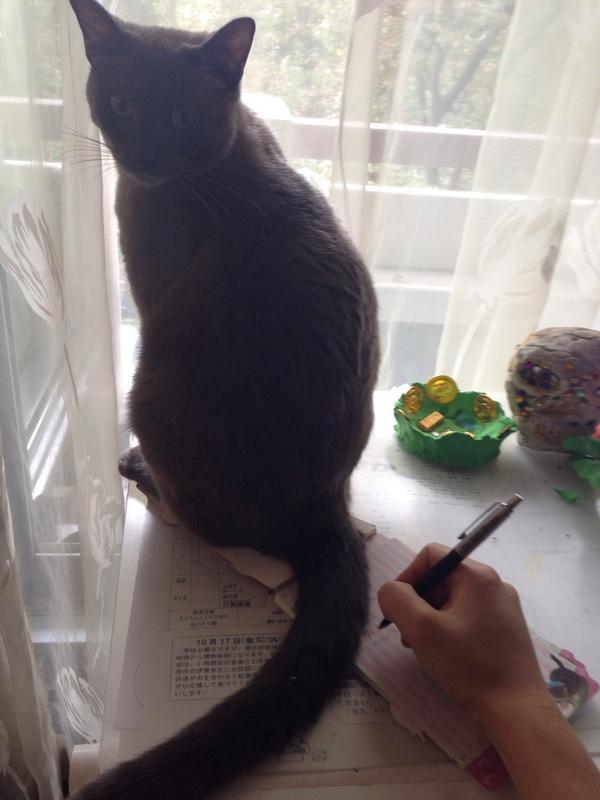 sparkle_twit's tweet photo. 一筆書きたいのに…
その しっぽ！ 邪魔なんですけど〜
猫 「どーか しました？」 http://t.co/eENAynQ6QW