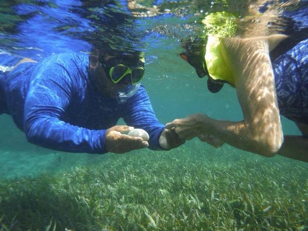 Disfruta un día descubriendo los colores, movimientos y la vida en el mar con Pirate Snorkeling Shack.
