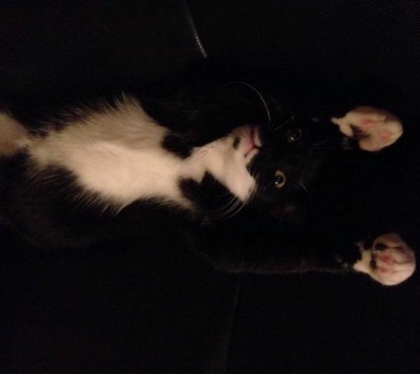 ThrillerTheCat's tweet photo. @Petco imagine me as a compass #GPS #Catpass #NobodyEatsShreddedWheat http://t.co/4UwChSwN0p