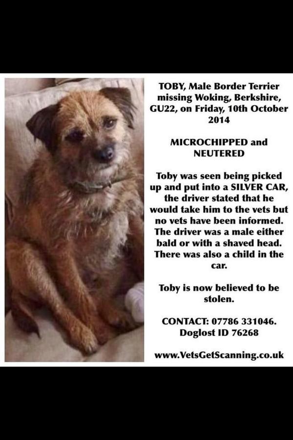AshleighKerry's tweet photo. Help #findtoby @FindTobyTerrier http://t.co/LKKfhBlSbI