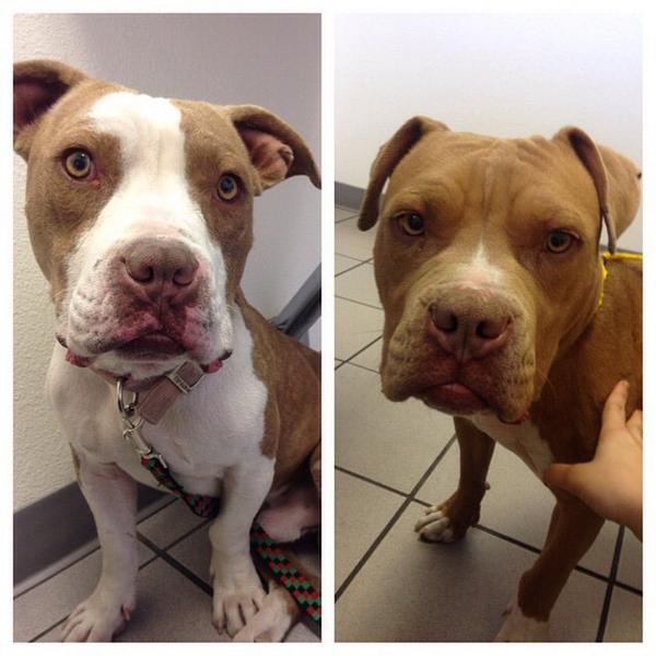 SaipinChutima's tweet photo. My Daughter and her friends have found two beautiful pitbulls, looking for a forever home for them. @irnayger http://t.co/GGmu7hgl8r