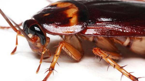 GetFactz's tweet image. A cockroach will live nine days without it's head, before it starves to death.