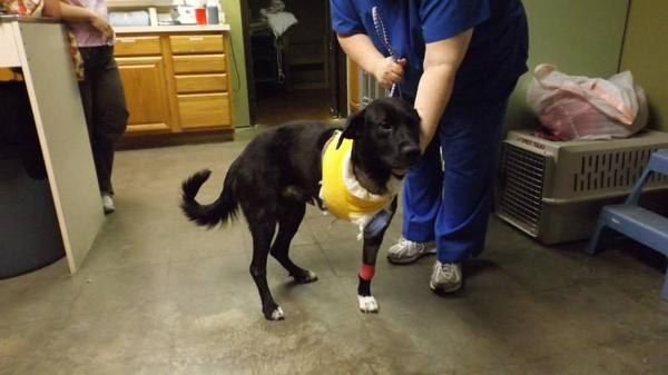 DFWFGF's tweet image. Scouts amputation and vaccinations gofund.me/ezc2ls?pc=14_f… via @gofundme