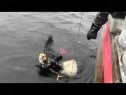 MeFeedia's tweet photo. This man rescuing a stranded Eagle will restore your faith in humanity. http://t.co/vrXV3lyrZM http://t.co/3RF0XeJlhH