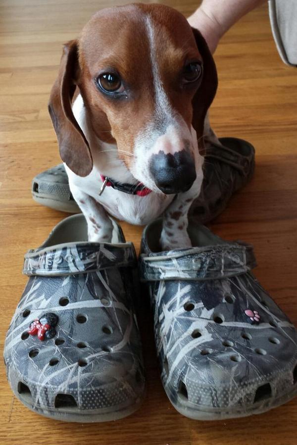 tiny crocs for dogs