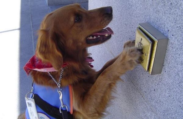 GuardianAngelGS's tweet photo. A trained service dog performs tasks that ease the disability of the dog's owner. #VSDI #PTSD #veterans http://t.co/Yem6nfPULI