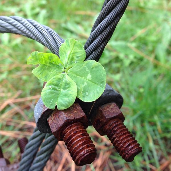 4leafers's tweet photo. No. 275 #fourleafclover #guywire #rustybolts #rainyday 😄👍🍀 http://t.co/kK0FKNLw5n