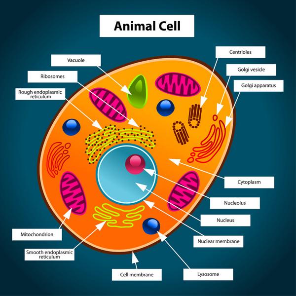 Cytoplasm Fan Page Cytoplasmechs Twitter