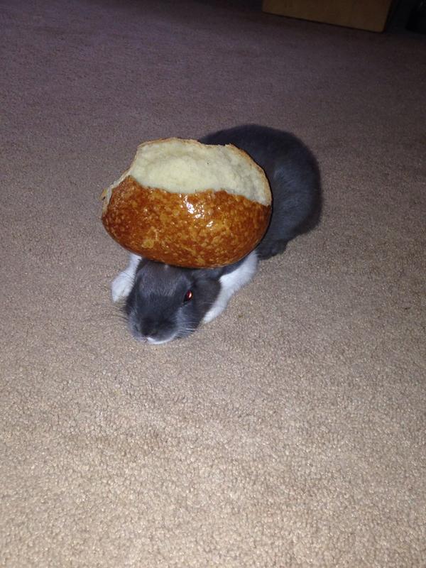 Stein_55's tweet photo. #stuffonmyrabbit http://t.co/hSzQ43lWzI