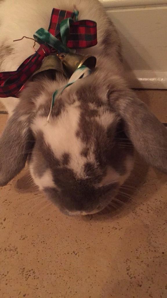 wearin_WIGS's tweet photo. What izzy does in her free time #stuffonmyrabbit @frIZZY_hair_ http://t.co/6s2TvKx0JQ