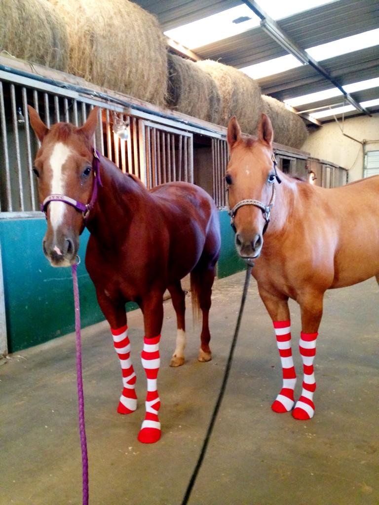 Sybil Summers on Twitter "These horses wearing Christmas socks just made my day. RT