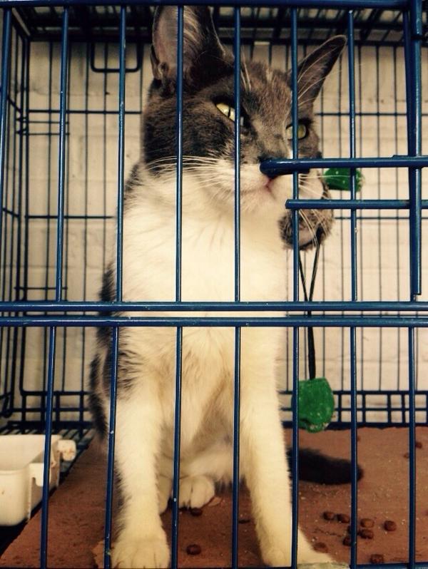 LetyVarela's tweet photo. En adopción 106 perros y 36 gatos en la Expo Brigada Animal este fin de semana. Aquí detalles
#AdoptaNoCompres  RT http://t.co/R0S6t8yaQU