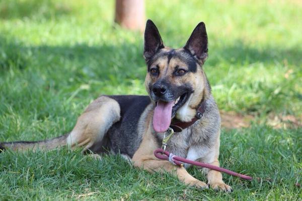 LetyVarela's tweet photo. En adopción 106 perros y 36 gatos en la Expo Brigada Animal este fin de semana. Aquí detalles
#AdoptaNoCompres  RT http://t.co/R0S6t8yaQU