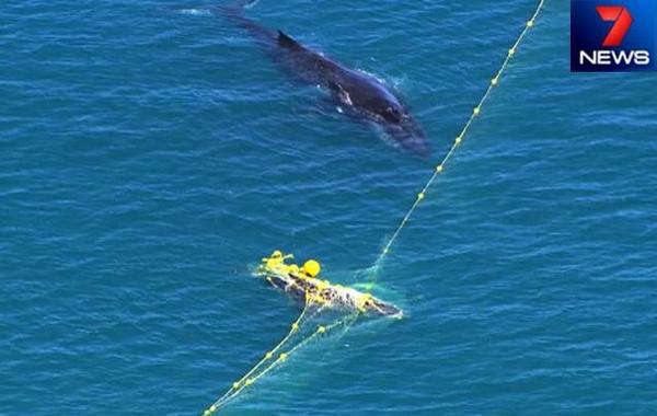 Oceanwarrior's tweet photo. Eighth migrating whale caught by shark nets in Queensland this season https://t.co/DoBz0PnnIr #nosharkcull http://t.co/jZv90GPEst