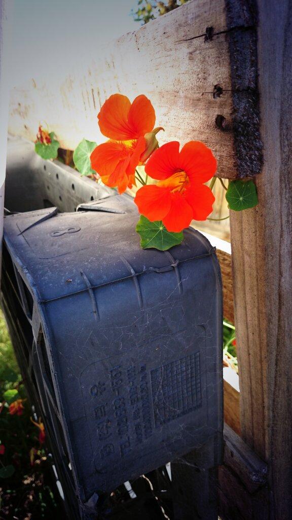 These flowers are still growing :) very pretty and apparently edable #flowers #spring #pretty #FlowerPower