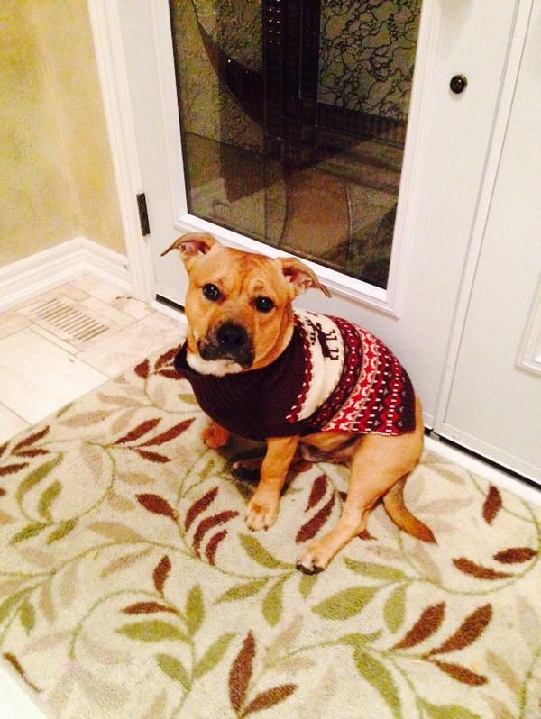 JadeZeron's tweet photo. It's official, my dog is now basic bitch fall ready!! #sorrymonkey #hesjusttoocute http://t.co/PlvdbZ3hc9