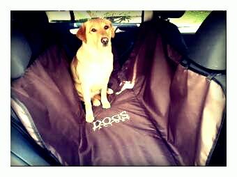 dogsfactory's tweet photo. @compraventapue solo hoy y hasta el viernes 10% de descuento,precio $490, cuida a tu mascota y a tu auto xfa RT http://t.co/GenxKnRPyg
