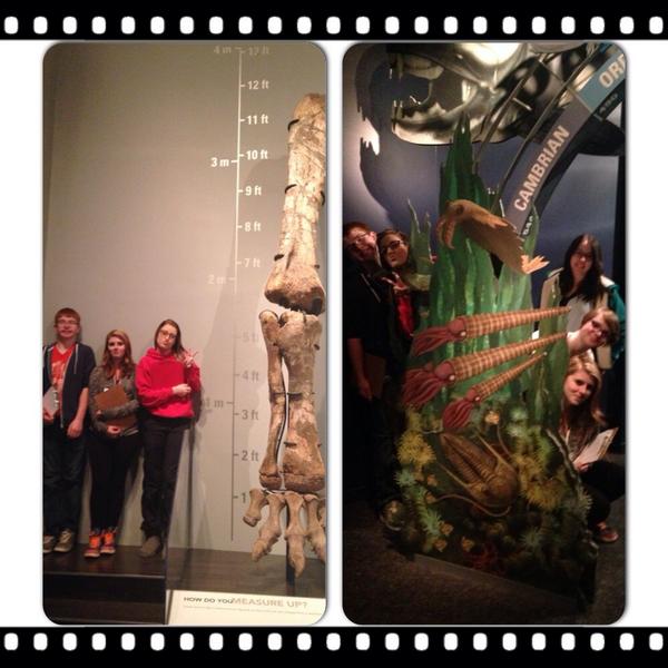 emvander's tweet image. Sci20 students measuring up @RoyalTyrrell museum! #paleo #gotsomeworktodo #geologictime @deliabulldogs