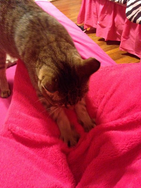 whatever_idiot's tweet image. THIS THING IS DIGGING HIS PAWS INTO MY PILLOW #IDontLikeCats