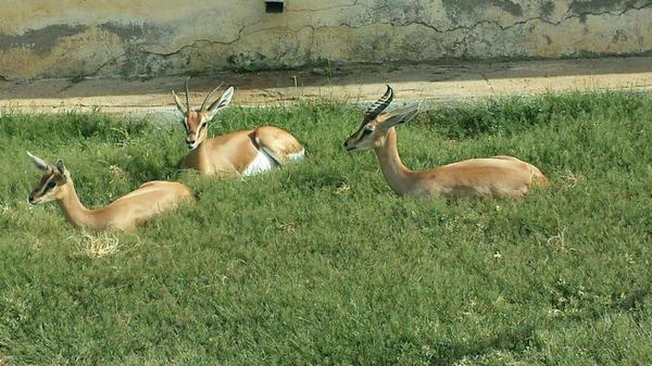 <a href="/FithiNews/">FithiNews</a> @EritreaRT1 <a href="/YPFDJGermany/">YPFDJ Germany</a> this is  #Eritrea now &amp; those deers wouldn't live in extremely hunger place lol