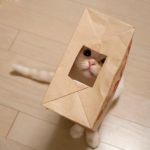 The Cult Cat tweet media