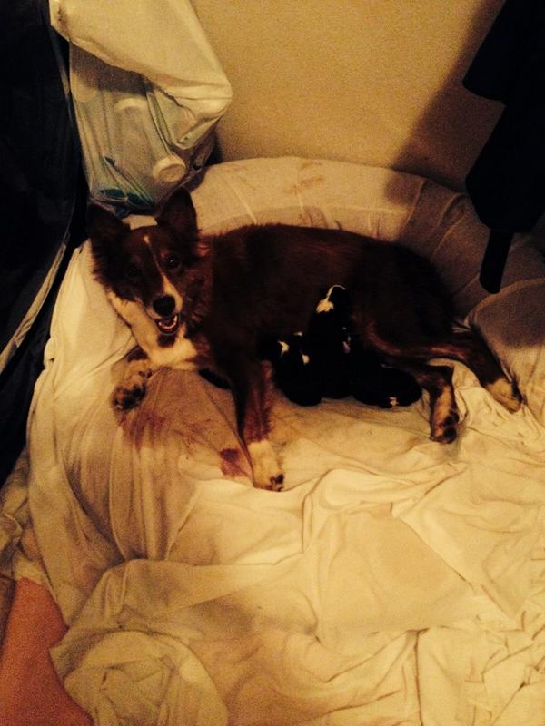 justredd_22's tweet photo. So far 7 new puppies! http://t.co/tkZbkR3uGd
