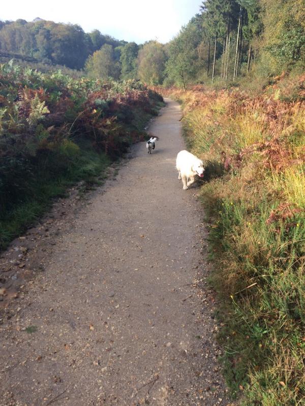 Markstorey65's tweet photo. Today's #walk2wellbeing #mindfulness @MindFullUK steady walk near Hardys cottage. Any walk is good for you http://t.co/NEtCwHhiRr