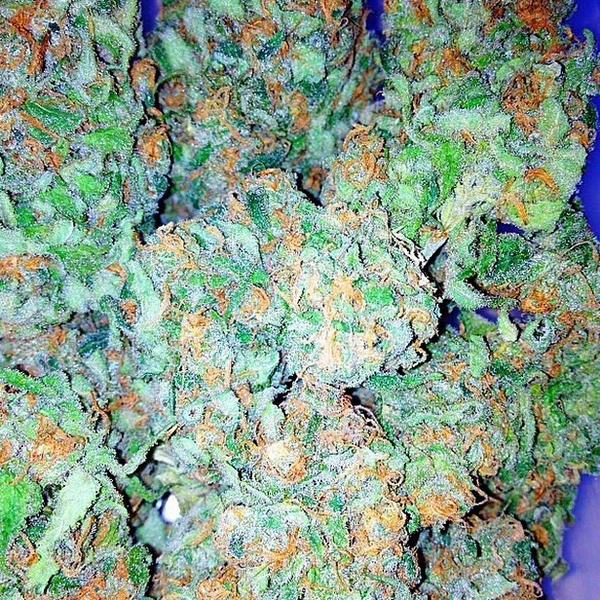 Dabsamakerdance's tweet photo. TopshelfGanja💸 @TheSativaDivas @FADEDNATION @diamondseeds420 @aztec9met @stonerhut @OGDaNiBaNaNi #Dabsamakerdance http://t.co/8brQSlBrgG