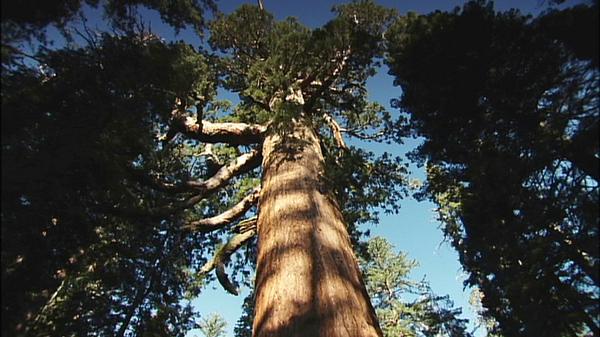 世界遺産 ヨセミテ国立公園には 世界一の巨木セコイアが立ち並びます 写真のグリズリー ジャイアントは 高さ約６２ｍ ヨセミテ で一番大きな木で 樹齢１８００年の長老です Http T Co Fwszezfv7r