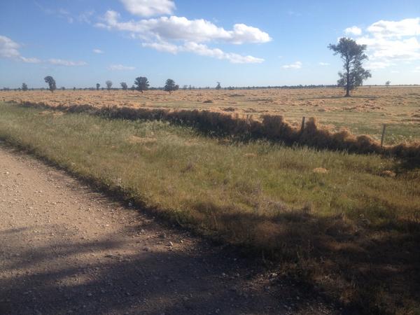 Vetch hay after wind. Anyone know a baler that can do fence lines