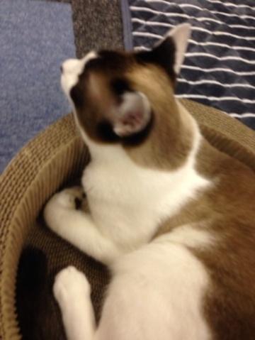 222_lu___ca's tweet photo. https://t.co/RZsqMtdTLB　猫が癒し(=^･ω･^=) https://t.co/54FZXbm0xO