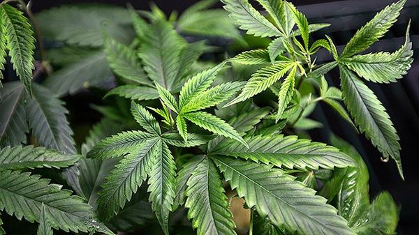 ActualidadRT's tweet photo. Nuevo medicamento a base de marihuana podría salvar a niños con epilepsia http://t.co/O3IuofqiM4 http://t.co/EigcNziclR