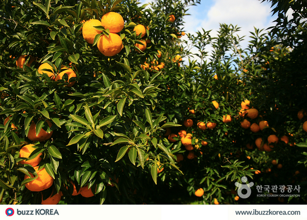 ibuzzkorea's tweet photo. [K-Culture] Try drinking warm traditional #Korean tea, #yujacha and #mogwacha, when it gets windy and cold! http://t.co/ew6rgngl5U