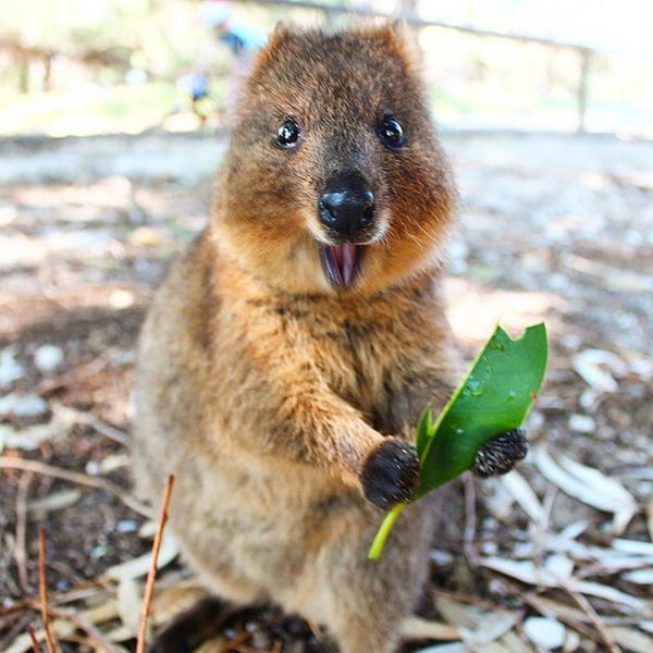 RottnestExpress's tweet image. Look what I&apos;ve got! Photo by #bettyboo1803. #quokka #lovemyrotto @RottnestIsland @tweetperth @Destination_WA