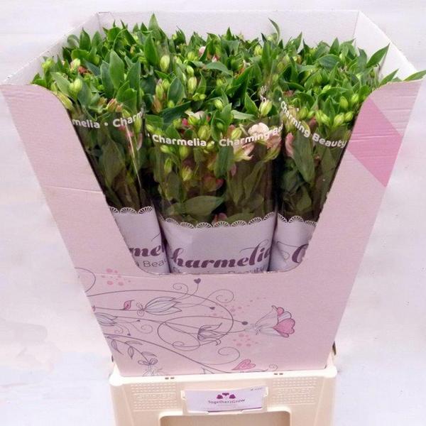ArgosPackaging's tweet photo. #Bloemenkragen / #fustkragen; Ideaal voor promotie van uw bloemen en beschermen ook nog eens uw bloemknoppen #bloemen http://t.co/8Acq1tQqIG