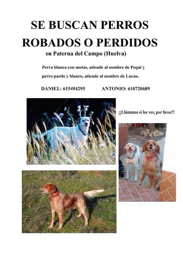 Ro_Gompe's tweet photo. Llámanos si sabes algo de ellos. Gracias. http://t.co/14okVwXC59
