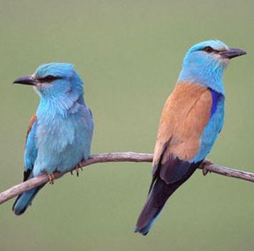 TopBirdingTours's tweet image. @TiPiAgency Czech Nat. Parks super - also famous for birds. Find Czech birding tour topbirdingtours.com Pls RT