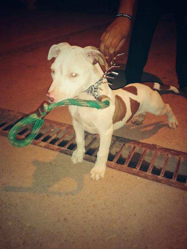 pr_will's tweet photo. "@waltergdias: Meu filhao com Apenas 2 meses ♡ http://t.co/nCXImenYxy" ta top!