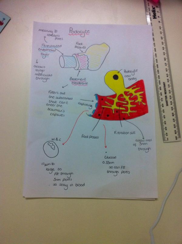 HermioneWebster's tweet photo. @wforceBiology podocyte diagram http://t.co/ZPwjg04Xxn