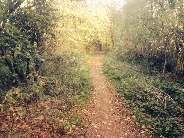 JustjohnJust's tweet photo. Out a walk with the dog. Feels like a scene from Blair witch project. http://t.co/Uh9HWagymi